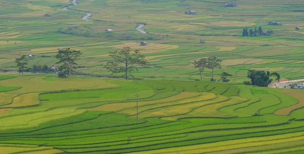 Тераси рисових полів у місті Sapa, північно-західному В'єтнамі — стокове фото