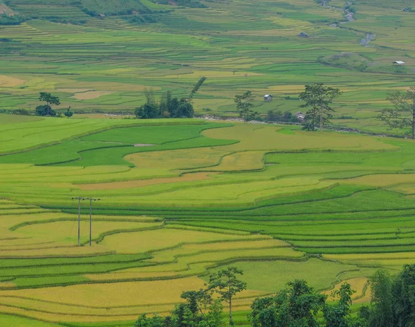 Campos de terraço de arroz em Sapa, noroeste do Vietnã — Fotografia de Stock