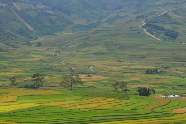 Reisterrassenfelder in sapa, Nordwest-Vietnam — Stockfoto