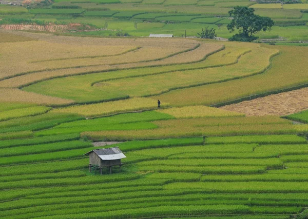 Reisterrassenfelder in sapa, Nordwest-Vietnam — Stockfoto