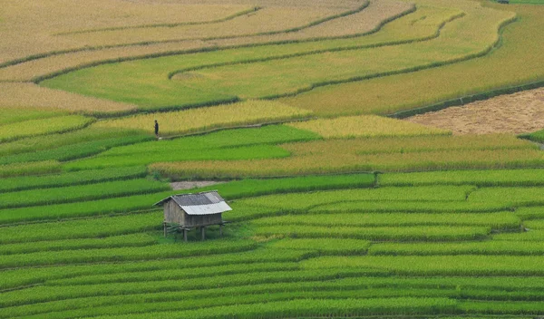 Rizs terasz mezők a Sapa Észak-Vietnam — Stock Fotó