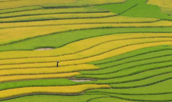 Campos de terraço de arroz em Sapa, noroeste do Vietnã — Fotografia de Stock