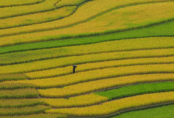 Campos de terraço de arroz em Sapa, noroeste do Vietnã — Fotografia de Stock