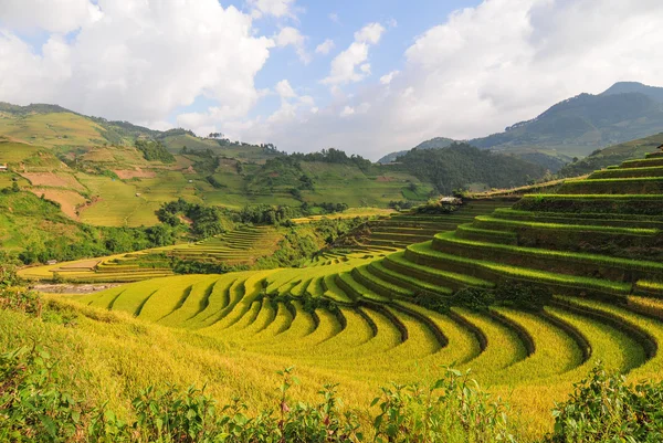 Rice terrace fields in Sapa, northwest Vietnam — Stock Photo, Image