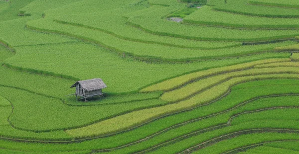 Rýžové terasy pole v Sapa, severozápadní Vietnam — Stock fotografie