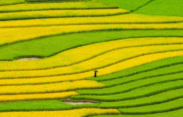 Campos de terraço de arroz em Sapa, noroeste do Vietnã — Fotografia de Stock