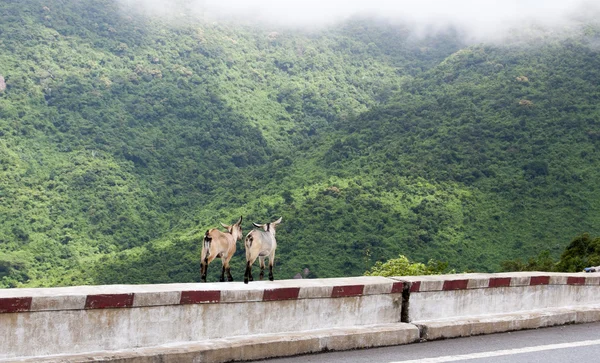 Goats on the mountain road — Stock Photo, Image