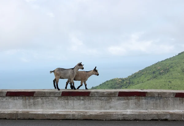 Cabras en el camino de la montaña —  Fotos de Stock
