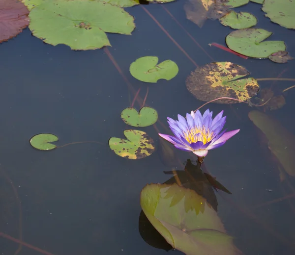 Flor de nenúfar en el estanque — Foto de Stock