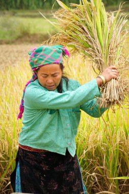 Pirinç alan Asyalı kadınlar çalışma