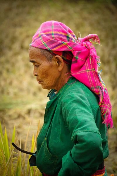 Asian women work on rice field — Stock Photo, Image
