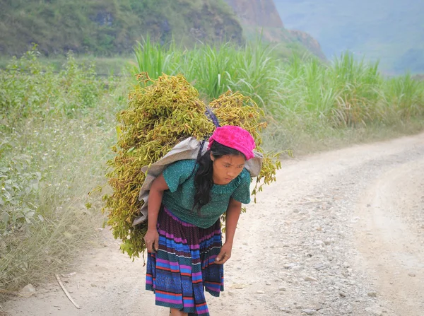 Ethnic minority woman carrying grass to home — Stock Photo, Image