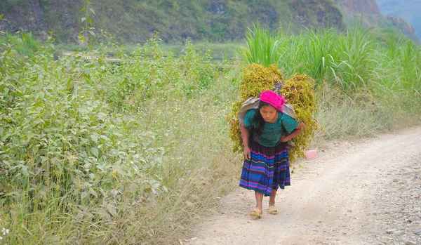 Ethnic minority woman carrying grass to home — Stock Image Ethnic minority woman carrying grass to home Stock Image