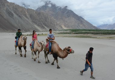 Nubra Valley, Ladakh deve safari