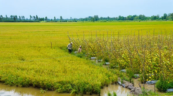 Agricultor vietnamita trabalhando no arroz — Fotografia de Stock
