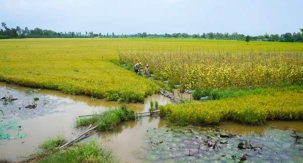 Agricultor vietnamita trabalhando no arroz — Fotografia de Stock