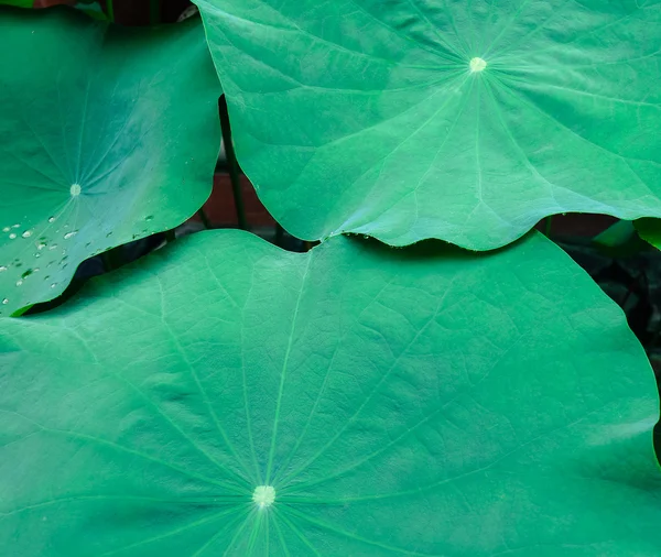 Hojas de loto en al aire libre — Foto de Stock