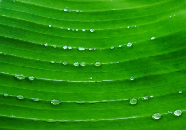 Макро краплі води на банановому листі — стокове фото