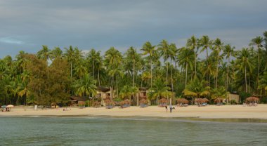 Birçok Hindistan cevizi ağaçları ile güzel bir plaj tatil