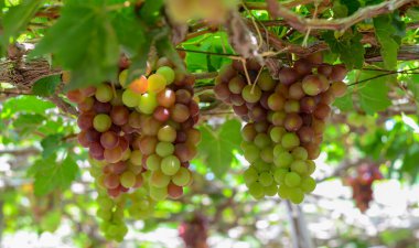 Vietnam 'da Phan Rang' da bir çiftlikte üzüm kümeleri..