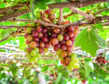 Vietnam 'da Phan Rang' da bir çiftlikte üzüm kümeleri..