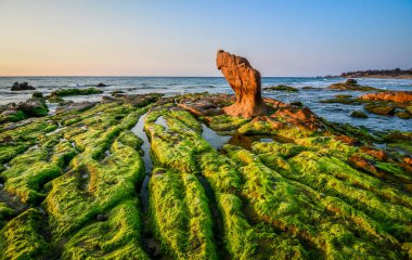 Phan Rang, Vietnam 'da gün doğumunda güzel kayalık ve yosunlu yeşil plaj.