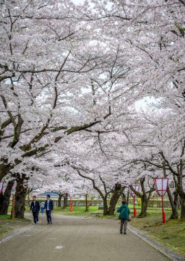 Morioka, Japonya - 23 Nisan 2025. İnsanlar Nisan ayı boyunca Morioka Central Park 'ta açan kiraz çiçeklerine hayran..