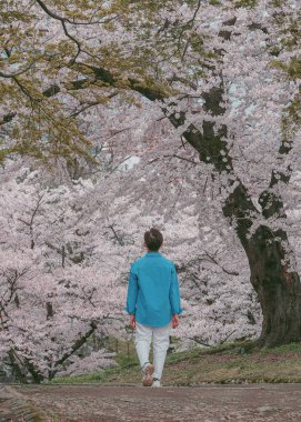 Genç bir adam Japonya 'nın Morioka kentindeki Central Park' ta geziniyor ve kiraz çiçeklerine hayran..