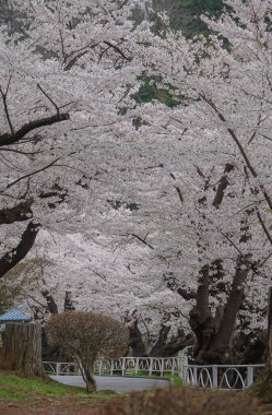 Nisan ayı boyunca Japonya 'nın Morioka şehrinde kiraz çiçekleri büyüleyici bir manzaradır..