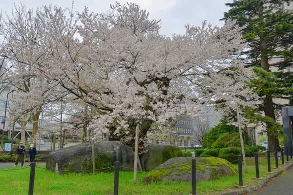 Nisan ayı boyunca Japonya 'nın Morioka şehrinde kiraz çiçekleri büyüleyici bir manzaradır..