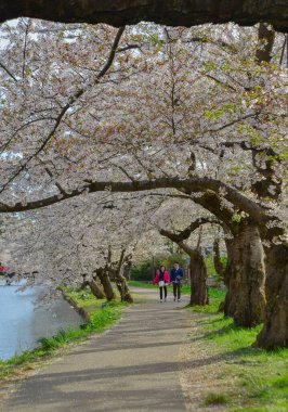 Aomori, Japonya - 22 Nisan 2024. İnsanlar Nisan ayı boyunca Japonya 'nın Aomori kentindeki Hirosaki Kalesi' nin parkında açan güzel kiraz çiçeklerine hayran..