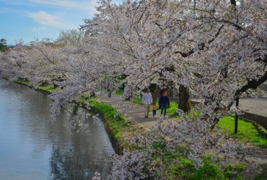 Aomori, Japonya - 22 Nisan 2024. Nisan ayı boyunca Japonya 'nın Aomori kentindeki Hirosaki Kalesi' nin parkında açan güzel kiraz çiçeklerine bir aile hayran..