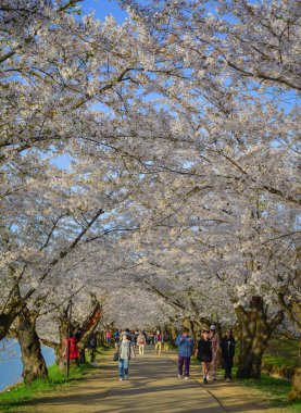 Aomori, Japonya - 22 Nisan 2024. İnsanlar Nisan ayı boyunca Japonya 'nın Aomori kentindeki Hirosaki Kalesi' nin parkında açan güzel kiraz çiçeklerine hayran..