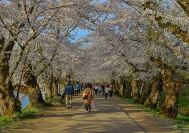 Aomori, Japonya - 22 Nisan 2024. İnsanlar Nisan ayı boyunca Japonya 'nın Aomori kentindeki Hirosaki Kalesi' nin parkında açan güzel kiraz çiçeklerine hayran..
