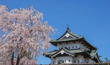 Nisan ayı boyunca Japonya 'nın Aomori kentindeki Hirosaki Kalesi' nde kiraz çiçekleri güzel bir şekilde açar..