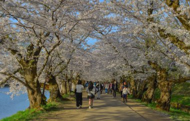 Aomori, Japonya - 22 Nisan 2024. İnsanlar Nisan ayı boyunca Japonya 'nın Aomori kentindeki Hirosaki Kalesi' nin parkında açan güzel kiraz çiçeklerine hayran..