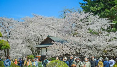 Aomori, Japonya - 22 Nisan 2024. İnsanlar Nisan ayı boyunca Japonya 'nın Aomori kentindeki Hirosaki Kalesi' nin parkında açan güzel kiraz çiçeklerine hayran..