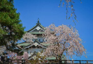 Nisan ayı boyunca Japonya 'nın Aomori kentindeki Hirosaki Kalesi' nde kiraz çiçekleri güzel bir şekilde açar..