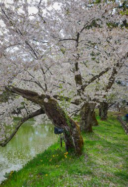 Japonya 'nın Aomori kentindeki Hirosaki Kalesi parkında büyüleyici kiraz çiçeği manzarası.