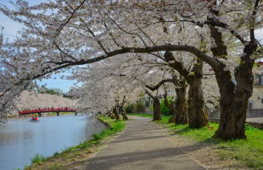 Japonya 'nın Aomori kentindeki Hirosaki Kalesi parkında büyüleyici kiraz çiçeği manzarası.