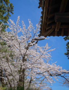 Japonya 'nın Aomori kentindeki Hirosaki Kalesi parkında büyüleyici kiraz çiçeği manzarası.