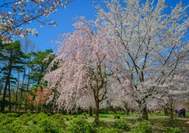 Japonya 'nın Aomori kentindeki Hirosaki Kalesi parkında büyüleyici kiraz çiçeği manzarası.