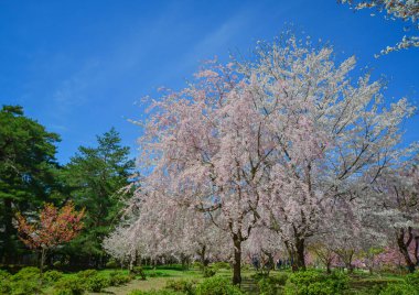 Japonya 'nın Aomori kentindeki Hirosaki Kalesi parkında büyüleyici kiraz çiçeği manzarası.
