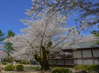 Aomori, Japonya - 22 Nisan 2024. İnsanlar Japonya 'nın Aomori kentindeki Hirosaki Kalesi' nin parkında açan güzel kiraz çiçeklerine hayran..