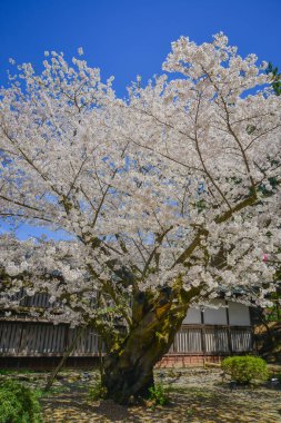 Japonya 'nın Aomori kentindeki Hirosaki Kalesi parkında büyüleyici kiraz çiçeği manzarası.