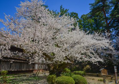 Aomori, Japonya - 22 Nisan 2024. Japonya 'nın Aomori kentindeki Hirosaki Kalesi parkında büyüleyici kiraz çiçeği manzarası.