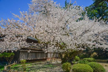 Japonya 'nın Aomori kentindeki Hirosaki Kalesi parkında büyüleyici kiraz çiçeği manzarası.