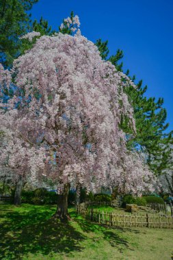Japonya 'nın Aomori kentindeki Hirosaki Kalesi parkında büyüleyici kiraz çiçeği manzarası.