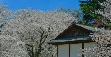 Japonya 'nın Aomori kentindeki Hirosaki Kalesi parkında büyüleyici kiraz çiçeği manzarası.