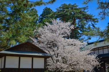 Japonya 'nın Aomori kentindeki Hirosaki Kalesi parkında büyüleyici kiraz çiçeği manzarası.